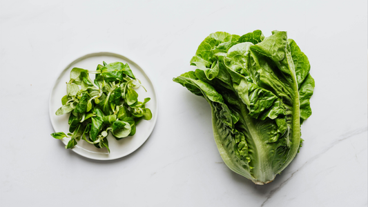 Why Does My Lettuce Go Limp So Fast in the Fridge? (And How to Fix It)